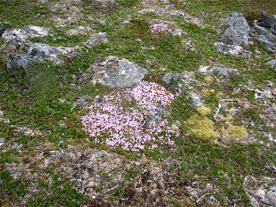 Slettnes Nature Reserve, Finnmark, Norway

Silene acaulis, Slettnes Nature Reserve, Finnmark, Norway