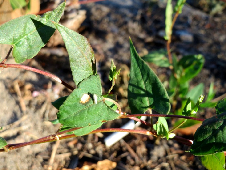 Windenknöterich (Fallopia convolvulus) im Schwetzinger Hardt