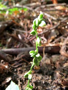 Windenknöterich (Fallopia convolvulus) im Schwetzinger Hardt