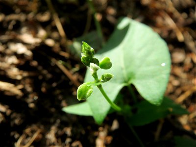Windenknöterich (Fallopia convolvulus) im Schwetzinger Hardt