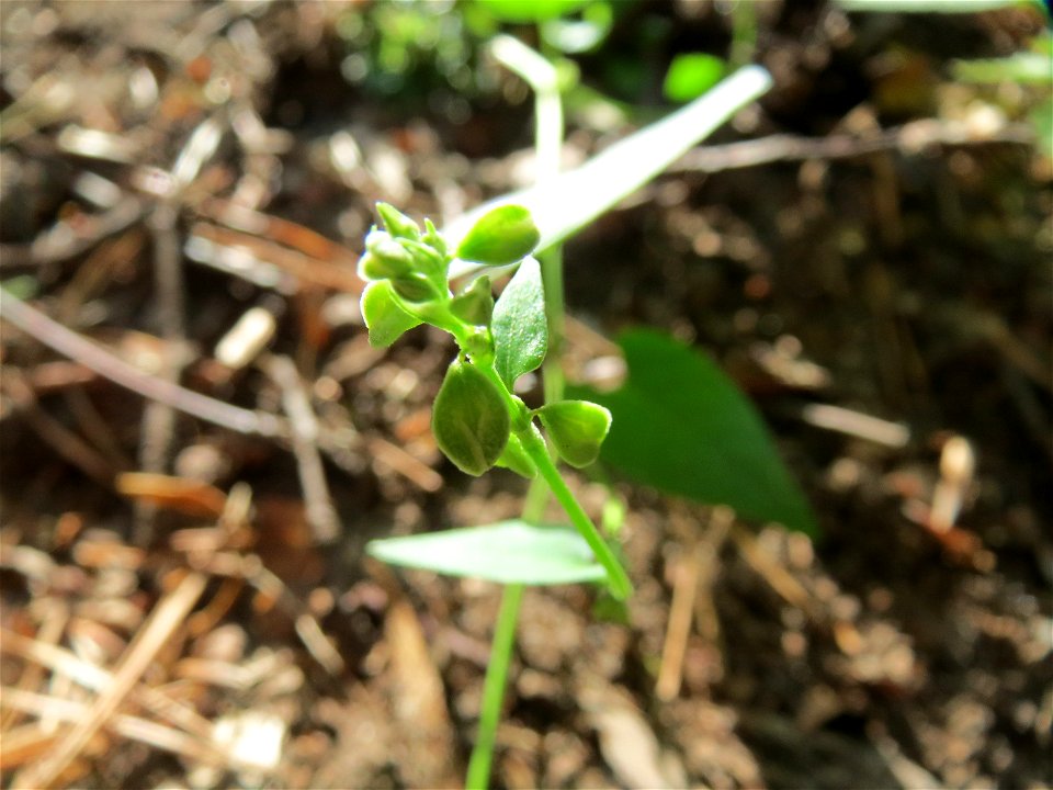 Windenknöterich (Fallopia convolvulus) im Schwetzinger Hardt