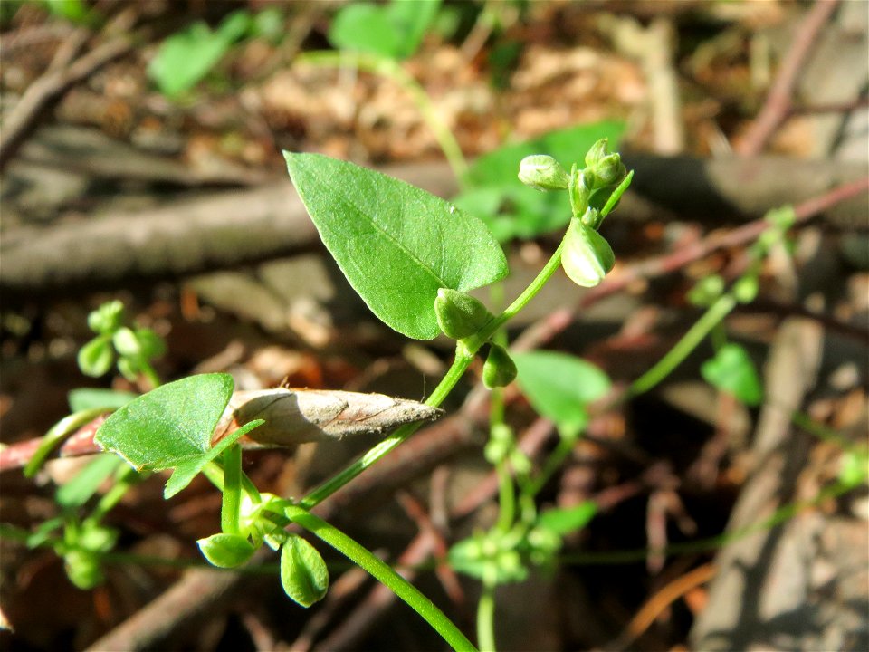 Windenknöterich (Fallopia convolvulus) im Schwetzinger Hardt