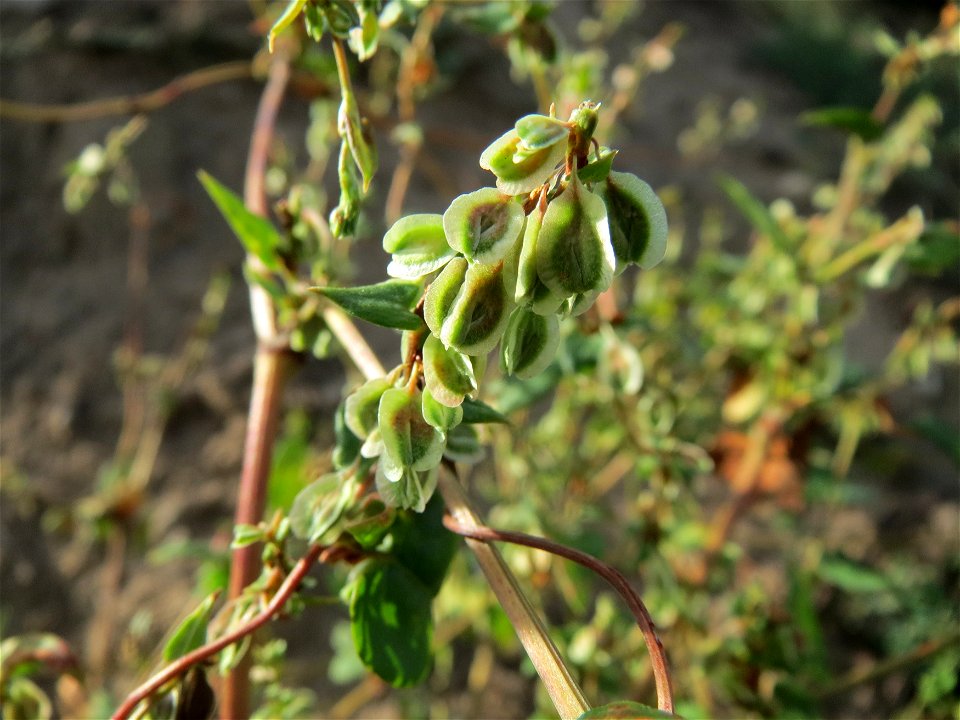 Hecken-Windenknöterich (Fallopia dumetorum) in Hockenheim-Talhaus