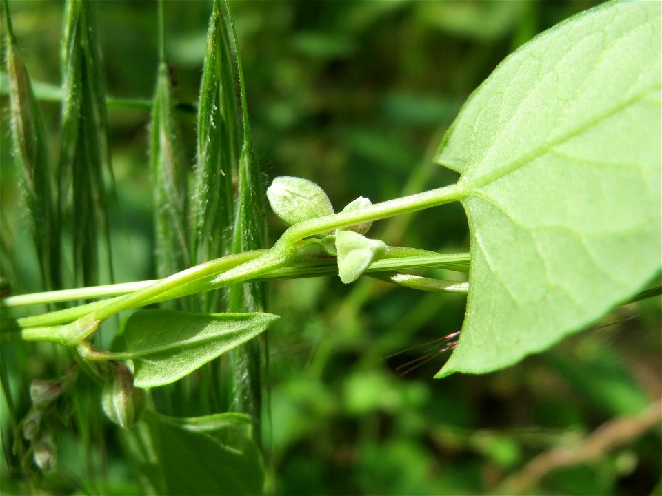 Windenknöterich (Fallopia convolvulus) in Hockenheim