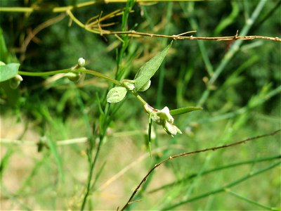 Windenknöterich (Fallopia convolvulus) in Hockenheim