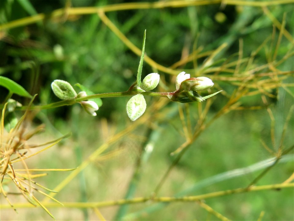 Windenknöterich (Fallopia convolvulus) in Hockenheim