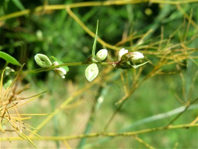Windenknöterich (Fallopia convolvulus) in Hockenheim
