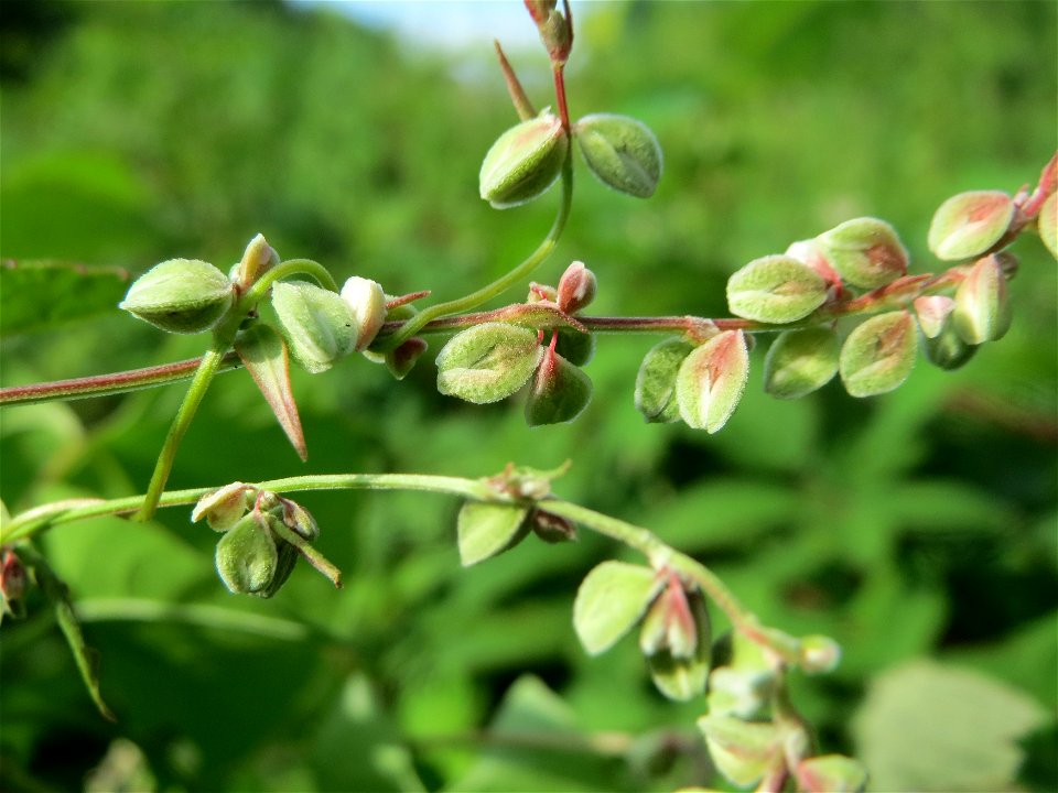 Windenknöterich (Fallopia convolvulus) im Schwetzinger Hardt - an der Bahnstrecke Mannheim-Karlsruhe findet sich ein kleines Sandmagerrasen-Biotop mit typischer Binnendünen-Vegetation