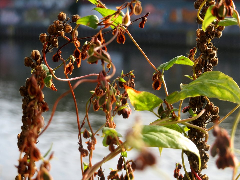 Hecken-Windenknöterich (Fallopia dumetorum) an der Saar in Saarbrücken - die Vegetationsphase liegt später als beim ähnlichen Fallopia convolvulus, außerdem rankt er sich höher hinauf