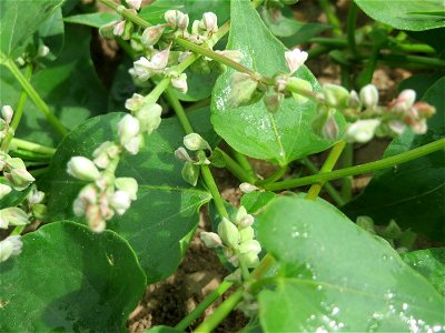 Windenknöterich (Fallopia convolvulus) auf einer Wiese zum Schutz der Haubenlerche am Stadtrand von Hockenheim