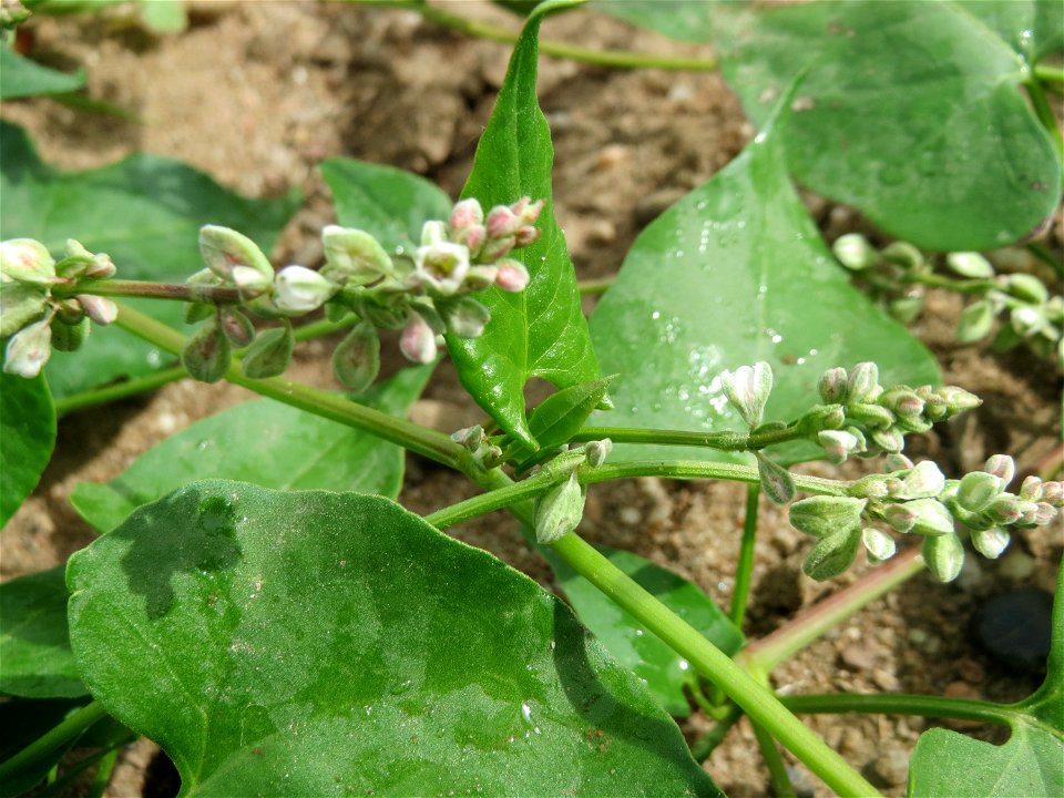 Windenknöterich (Fallopia convolvulus) auf einer Wiese zum Schutz der Haubenlerche am Stadtrand von Hockenheim