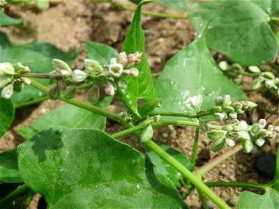 Windenknöterich (Fallopia convolvulus) auf einer Wiese zum Schutz der Haubenlerche am Stadtrand von Hockenheim