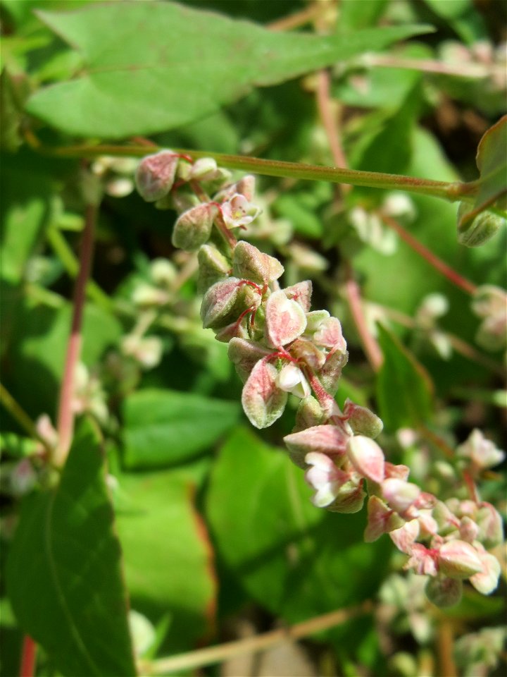 Windenknöterich (Fallopia convolvulus) auf einer Wiese zum Schutz der Haubenlerche beim Dänischen Lager bei Hockenheim