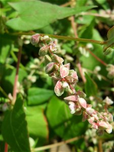 Windenknöterich (Fallopia convolvulus) auf einer Wiese zum Schutz der Haubenlerche beim Dänischen Lager bei Hockenheim