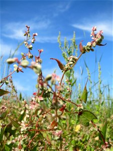 Windenknöterich (Fallopia convolvulus) auf einer Wiese zum Schutz der Haubenlerche beim Dänischen Lager bei Hockenheim