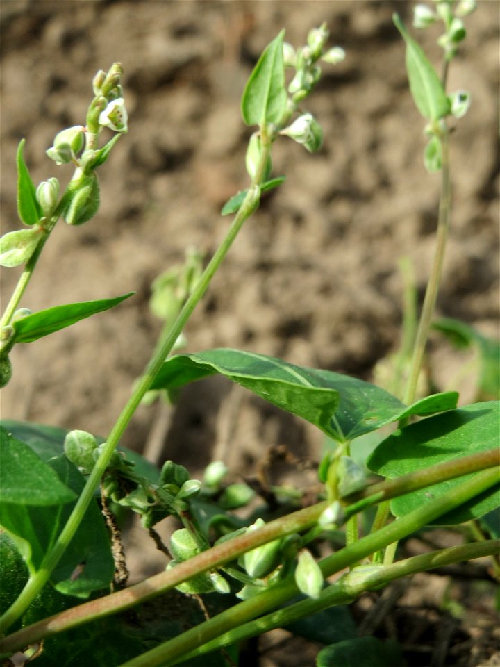 Windenknöterich (Fallopia convolvulus) an Ackerrand bei Reilingen