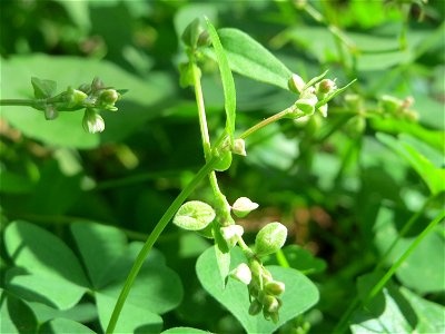 Windenknöterich (Fallopia convolvulus) in der Schwetzinger Hardt