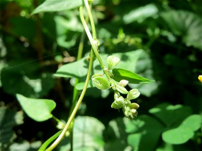 Windenknöterich (Fallopia convolvulus) in der Schwetzinger Hardt
