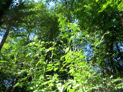 Windenknöterich (Fallopia convolvulus) in der Schwetzinger Hardt