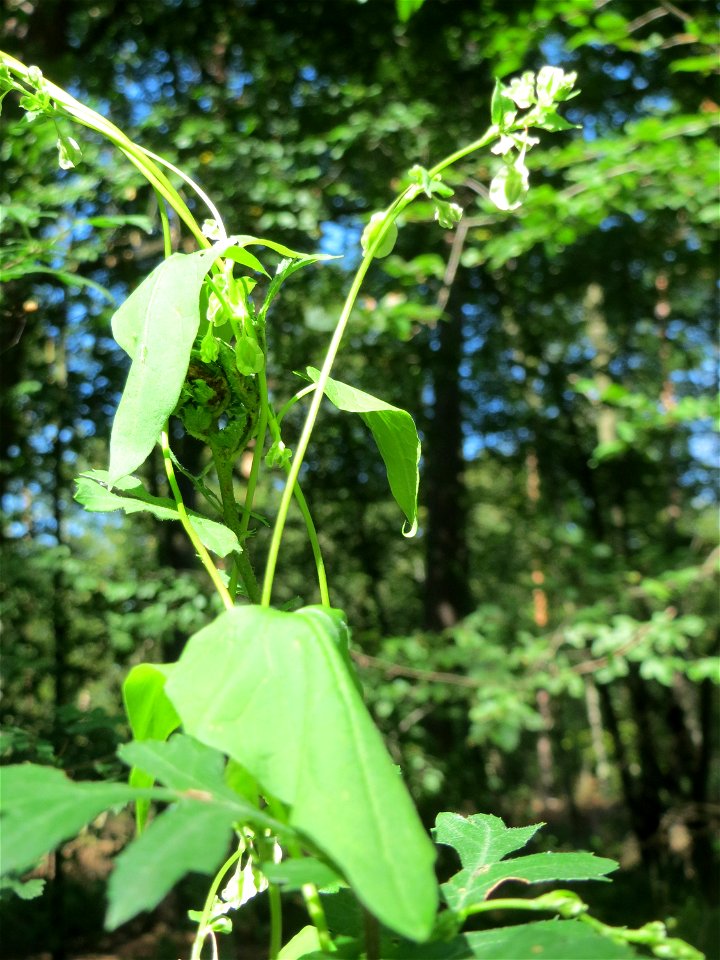 Windenknöterich (Fallopia convolvulus) in der Schwetzinger Hardt