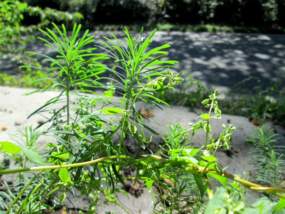 Hecken-Windenknöterich (Fallopia dumetorum) im Wald zwischen Brebach und Bischmisheim