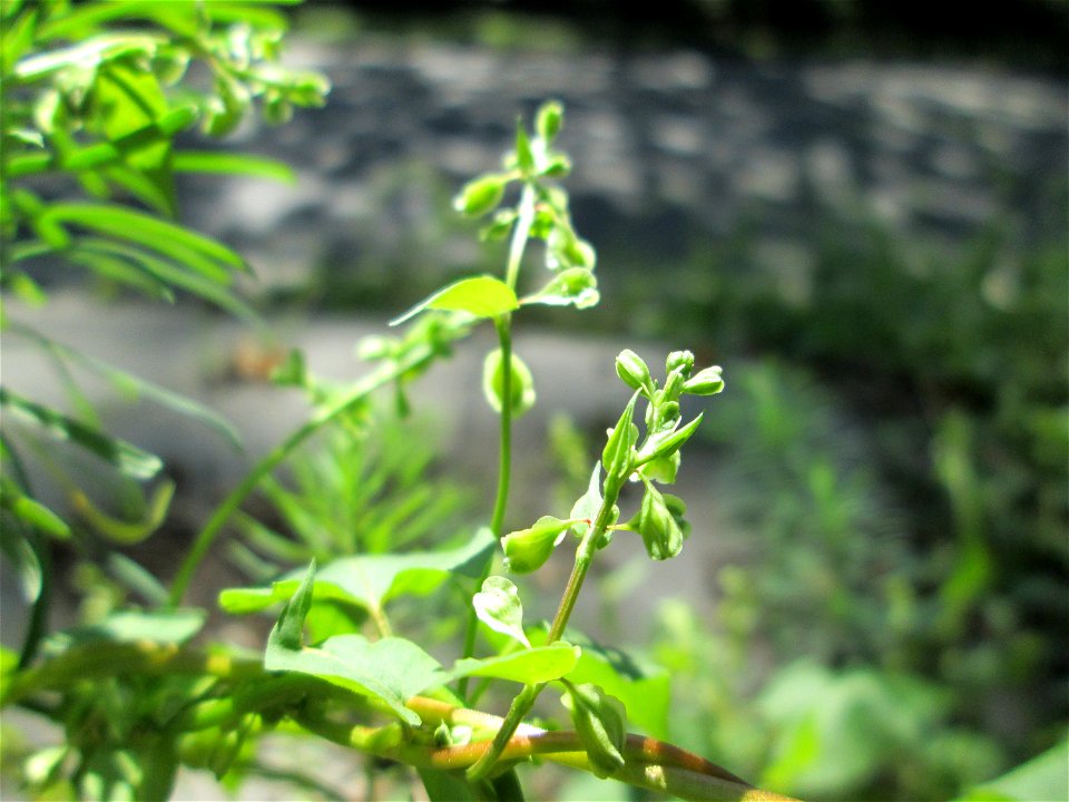 Hecken-Windenknöterich (Fallopia dumetorum) im Wald zwischen Brebach und Bischmisheim