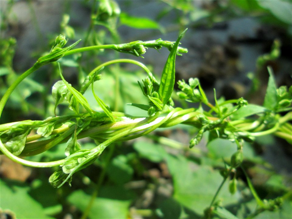 Hecken-Windenknöterich (Fallopia dumetorum) im Wald zwischen Brebach und Bischmisheim