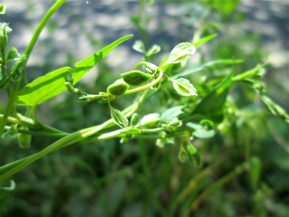 Hecken-Windenknöterich (Fallopia dumetorum) im Wald zwischen Brebach und Bischmisheim