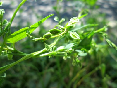 Hecken-Windenknöterich (Fallopia dumetorum) im Wald zwischen Brebach und Bischmisheim