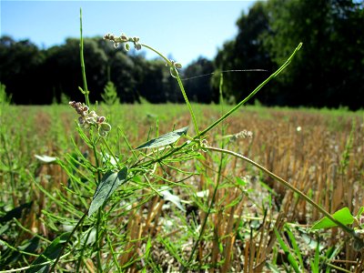 Windenknöterich (Fallopia convolvulus) auf einem Acker bei Brebach