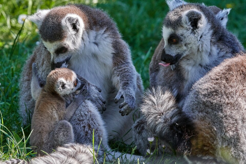 Mother madagascar ring tailed lemur