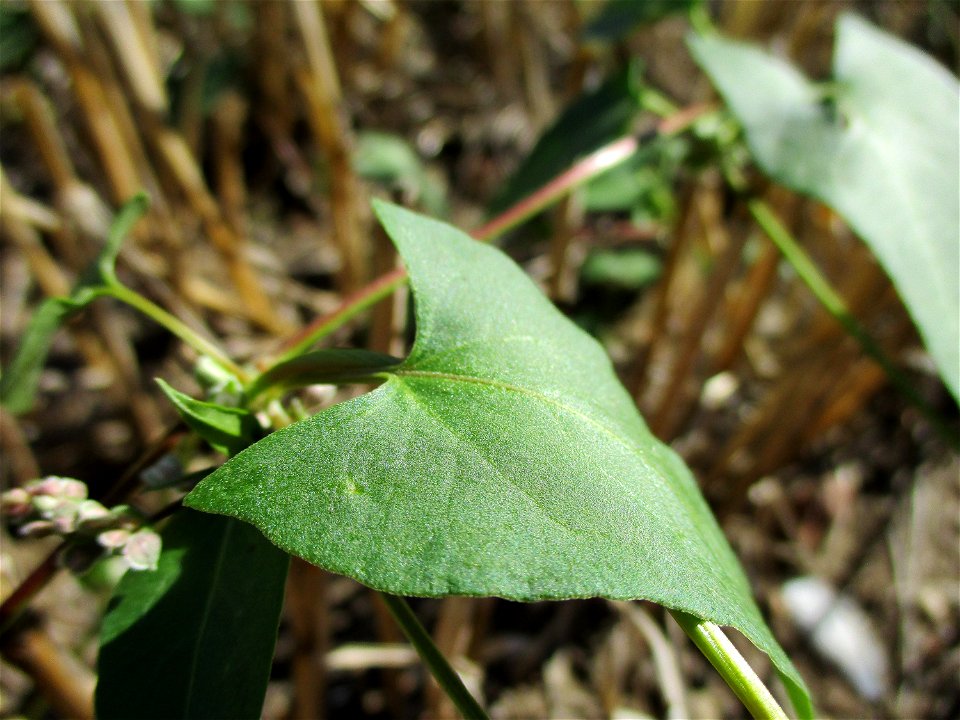 Windenknöterich (Fallopia convolvulus) auf einem Acker bei Brebach