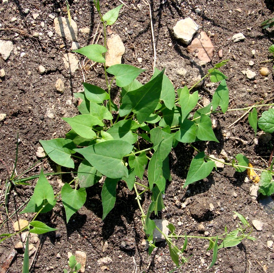 Fallopia convolvulus