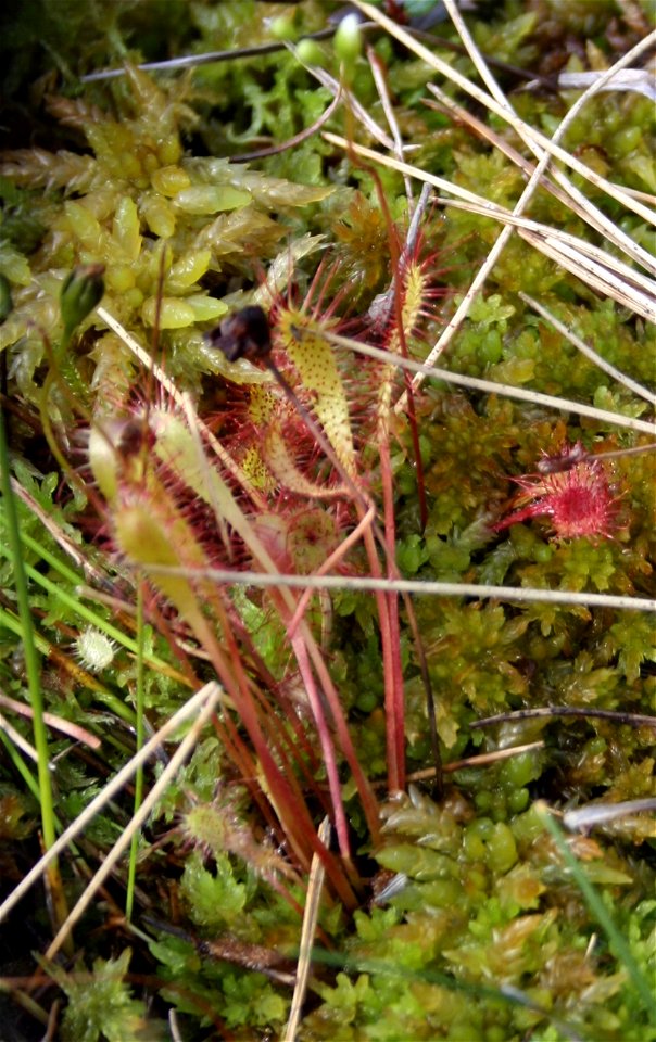 Drosera longifolia in Vesrfjella, Vefsn, Norway