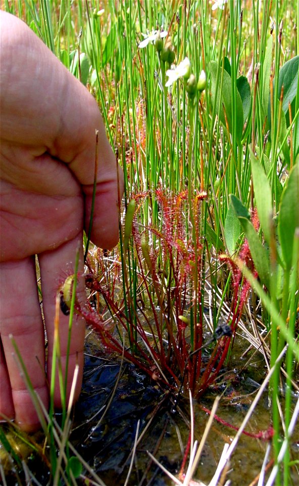 Description: Drosera anglica plant with hand for size comparison. 
Photo taken by: Noah Elhardt 

Location: Duck Lake, OR