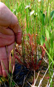 Description: Drosera anglica plant with hand for size comparison. 
Photo taken by: Noah Elhardt 

Location: Duck Lake, OR