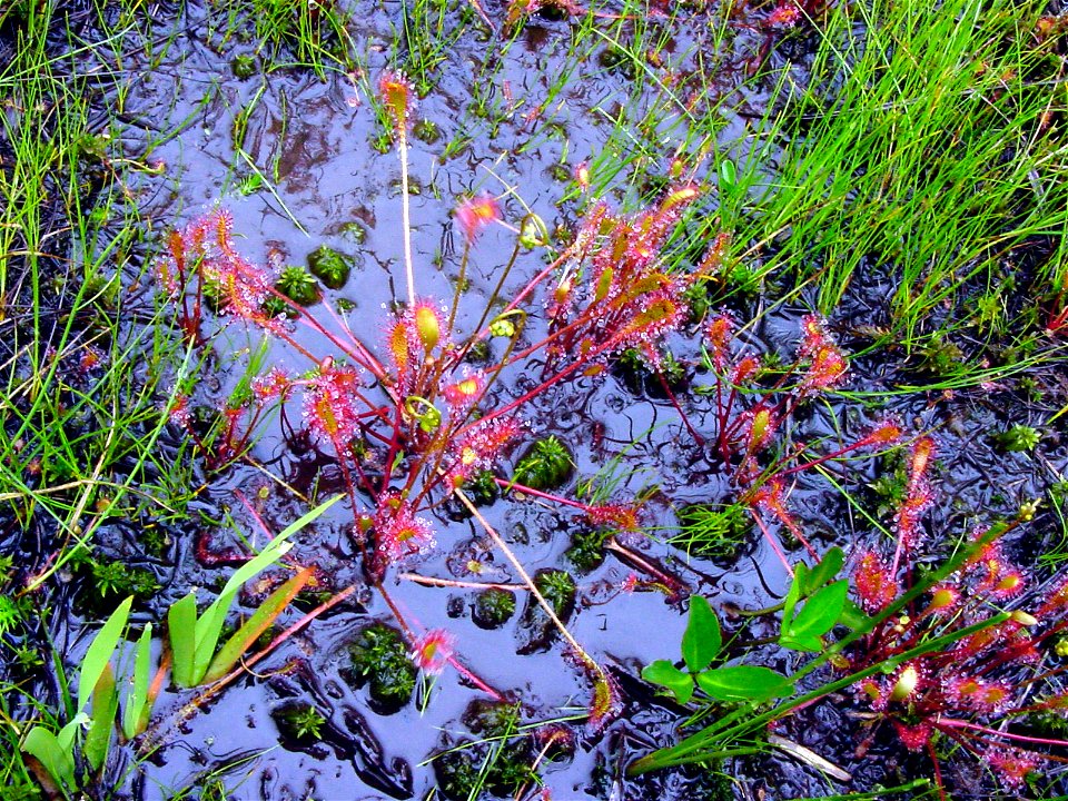 ナガバノモウセンゴケ[長葉の毛氈苔][Drosera anglica Huds.]