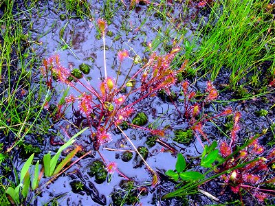 ナガバノモウセンゴケ[長葉の毛氈苔][Drosera anglica Huds.]