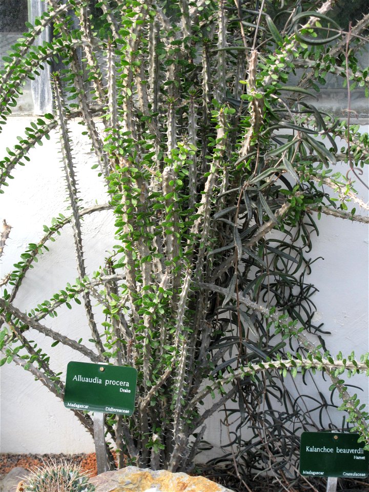 Alluaudia procera in a greenhouse of the Jardin des Plantes in Paris.