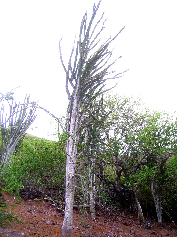 Alluaudia procera in Koko Crater Botanical Garden, Honolulu, Hawaii, USA.