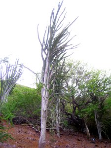 Alluaudia procera in Koko Crater Botanical Garden, Honolulu, Hawaii, USA.