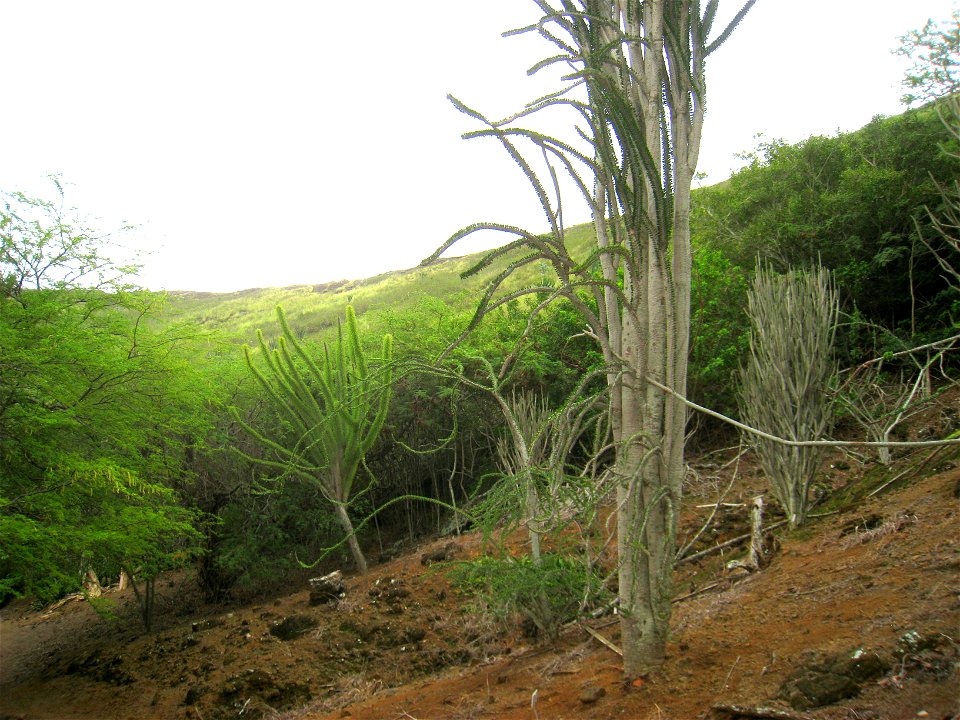 Alluaudia procera in Koko Crater Botanical Garden, Honolulu, Hawaii, USA.