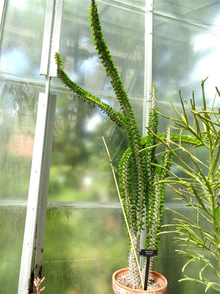 Botanical specimen in the Margaret C. Ferguson Greenhouses, Wellesley College Botanic Gardens, Wellesley College, Wellesley, Massachusetts, USA.
