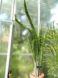 Botanical specimen in the Margaret C. Ferguson Greenhouses, Wellesley College Botanic Gardens, Wellesley College, Wellesley, Massachusetts, USA.