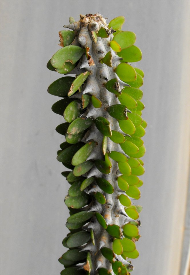 Alluaudia procera at the San Diego Zoo, California, USA. Identified by sign.