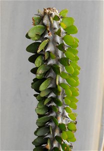 Alluaudia procera at the San Diego Zoo, California, USA. Identified by sign.