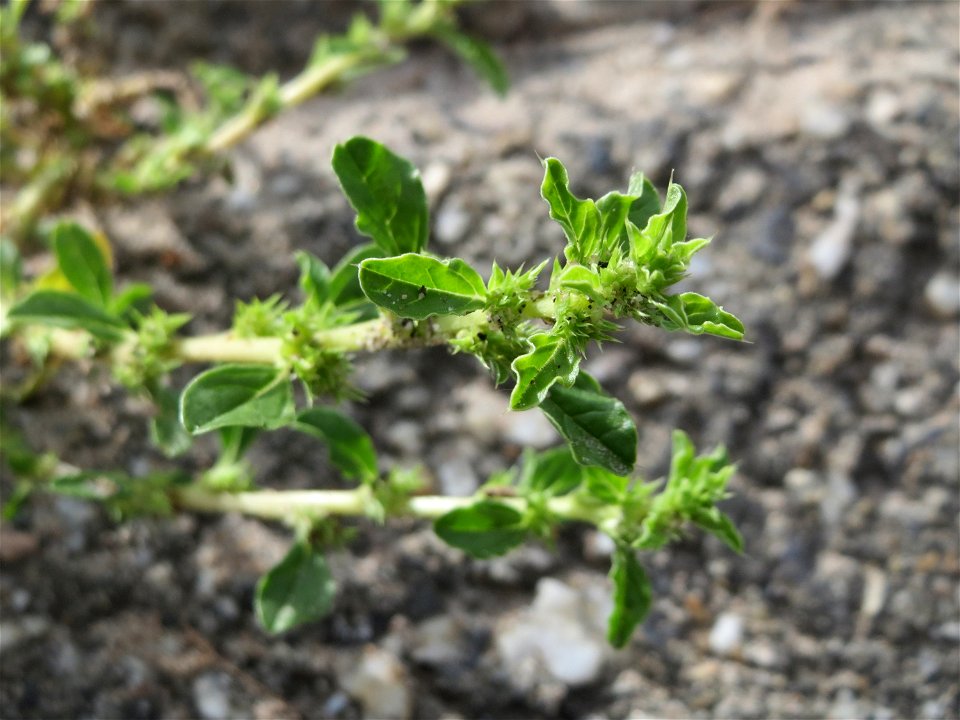 Weißer Fuchsschwanz (Amaranthus albus) am Rheinufer in Niederwalluf
