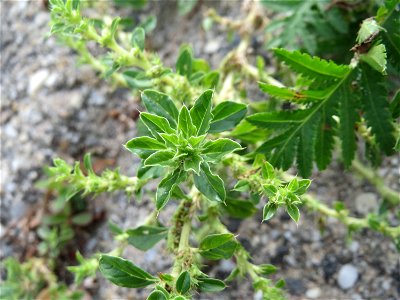 Weißer Fuchsschwanz (Amaranthus albus) am Rheinufer in Niederwalluf