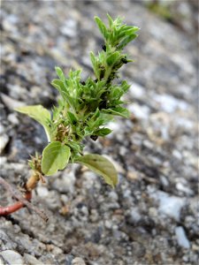 Weißer Fuchsschwanz (Amaranthus albus) am Rheinufer in Niederwalluf