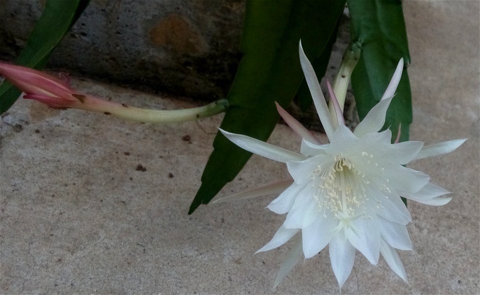 Epiphyllum pumilum